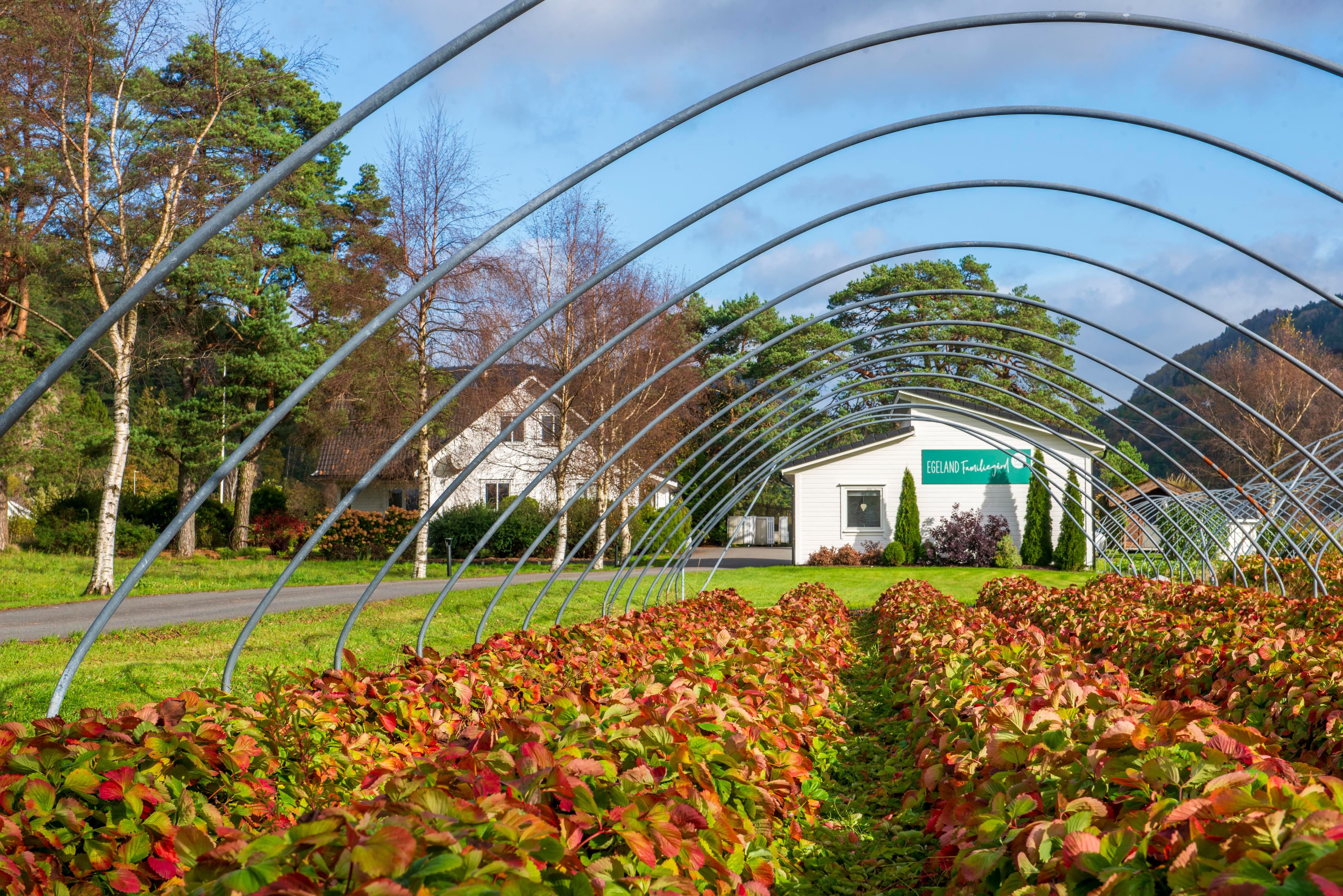 hstfarger-i-jordbrkeren---egeland-familiegrd---kvinesdal---gjermund-glesnes_53278726192_o